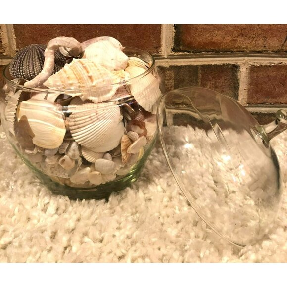 Seashells Hermit Cockill Spiral Porcupine Shells Tube Worm Fossil Coral in clear - Picture 2 of 6